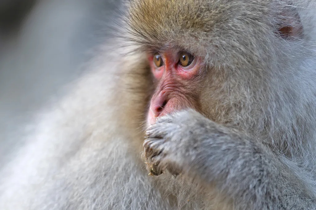 Snow Monkeys Winter Wildlife