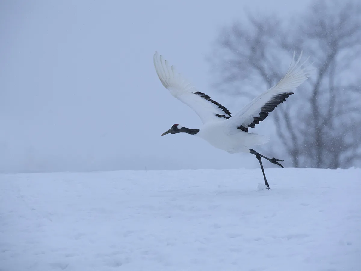 Red-crowned crane