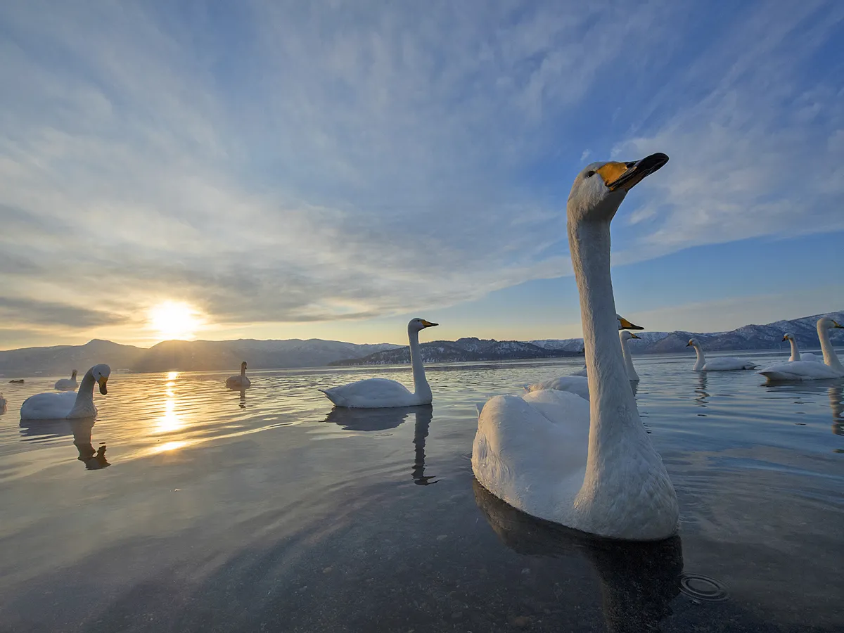 Whooper swan