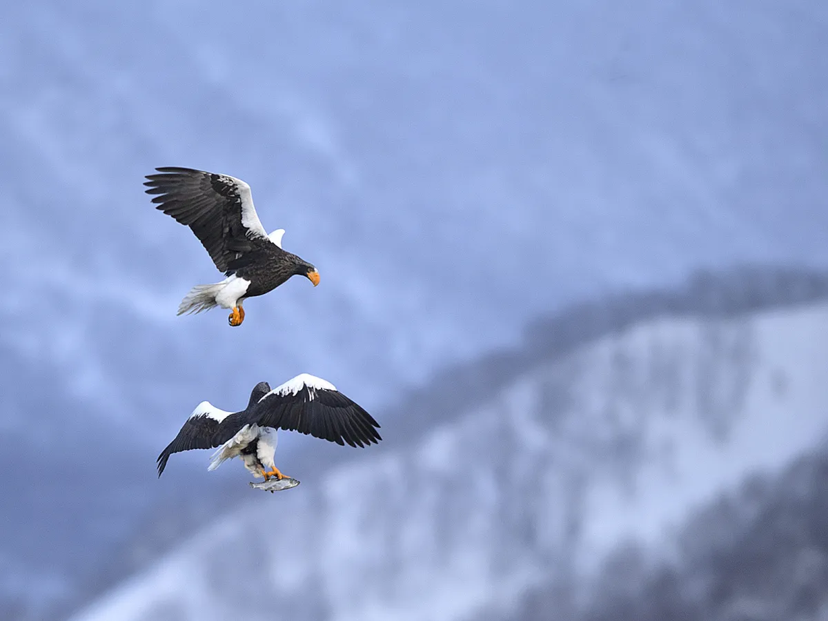 White-tailed eagle