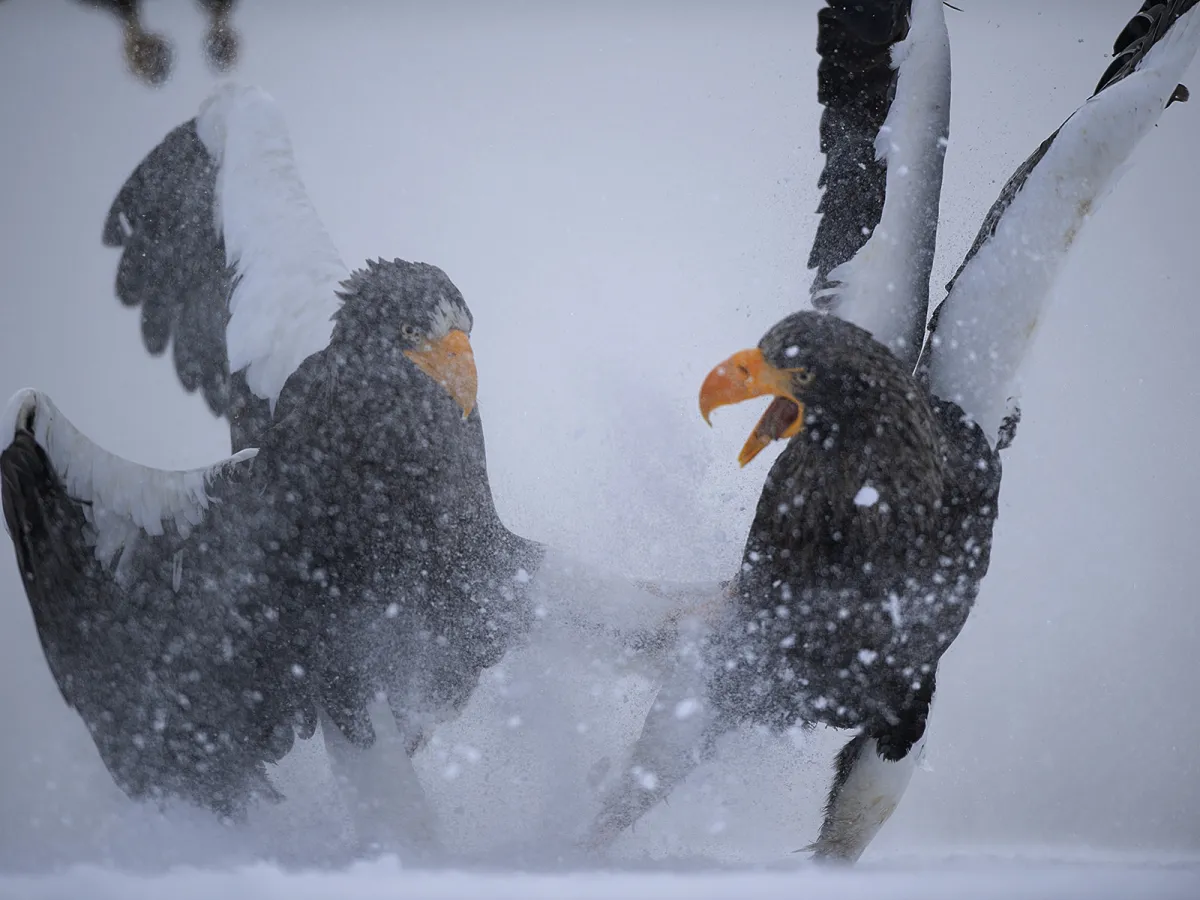 A Steller's sea eagle on the drift ice off Rausu.