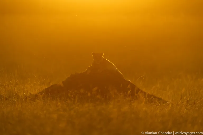 Tanzania