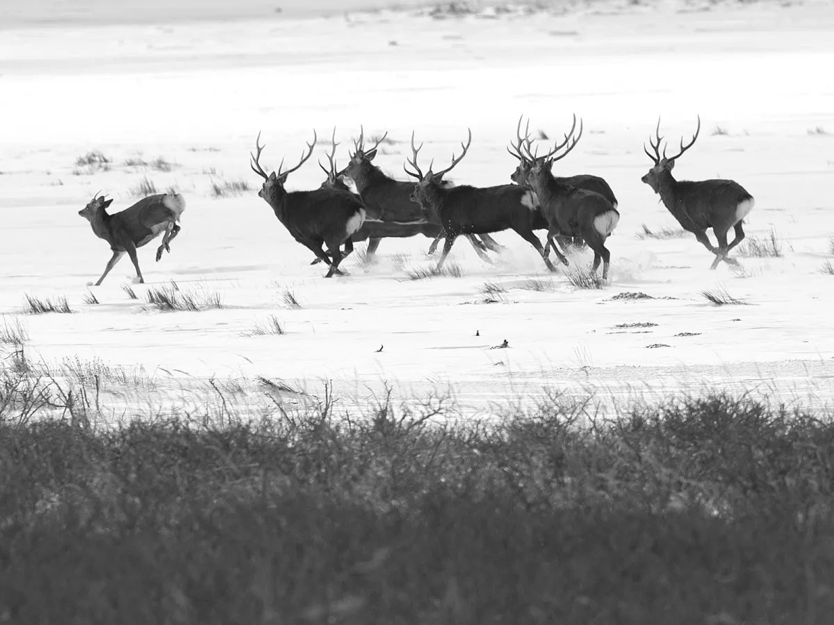 Yaku sika deer