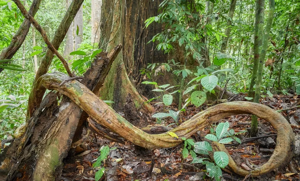 Sabah Wildlife Highlights