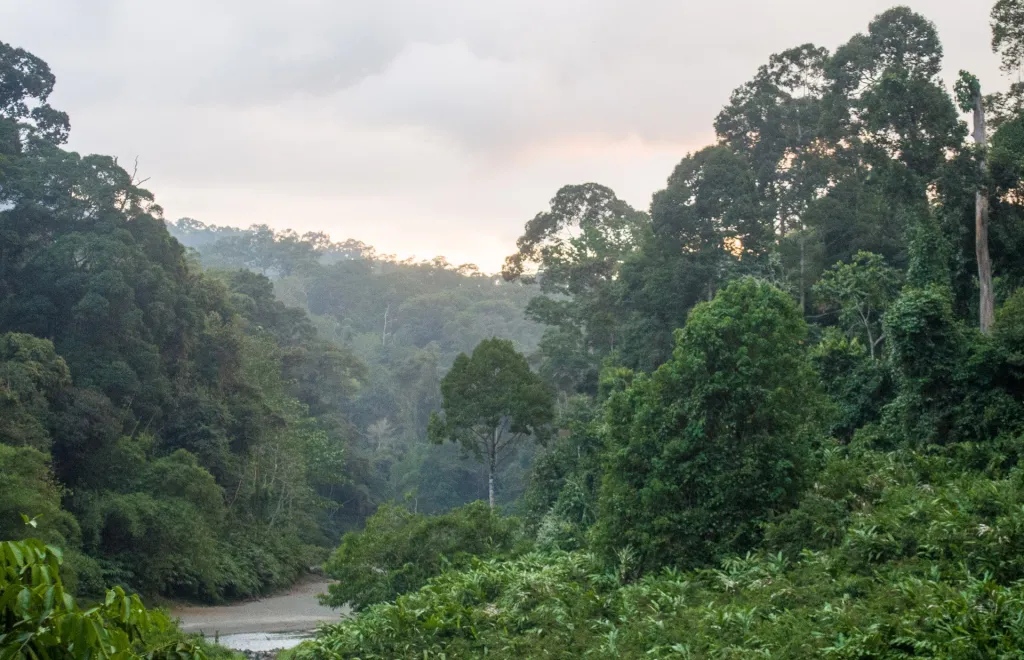 Danum Valley Explorer