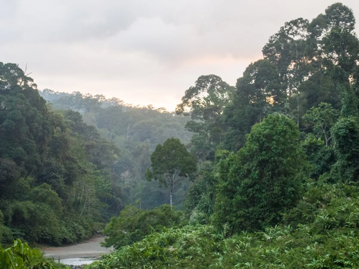 Danum Valley Conservation Area — primary rainforest.