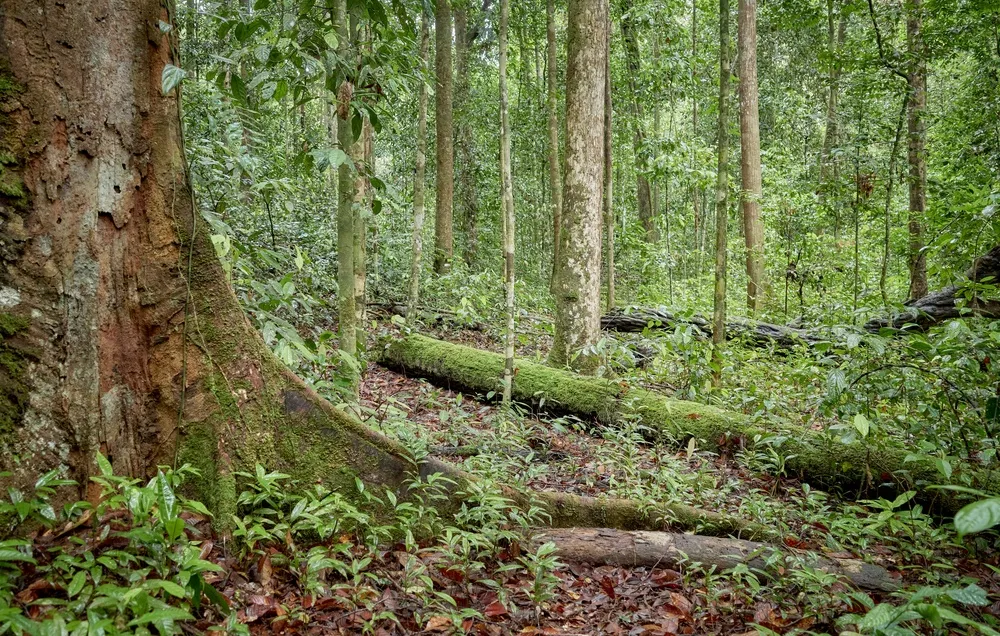 Primary dipterocarp rainforest in the Danum Valley.