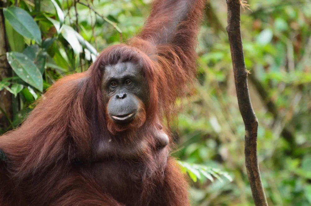 borneo-complete