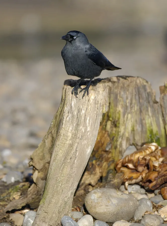 Daurian jackdaw