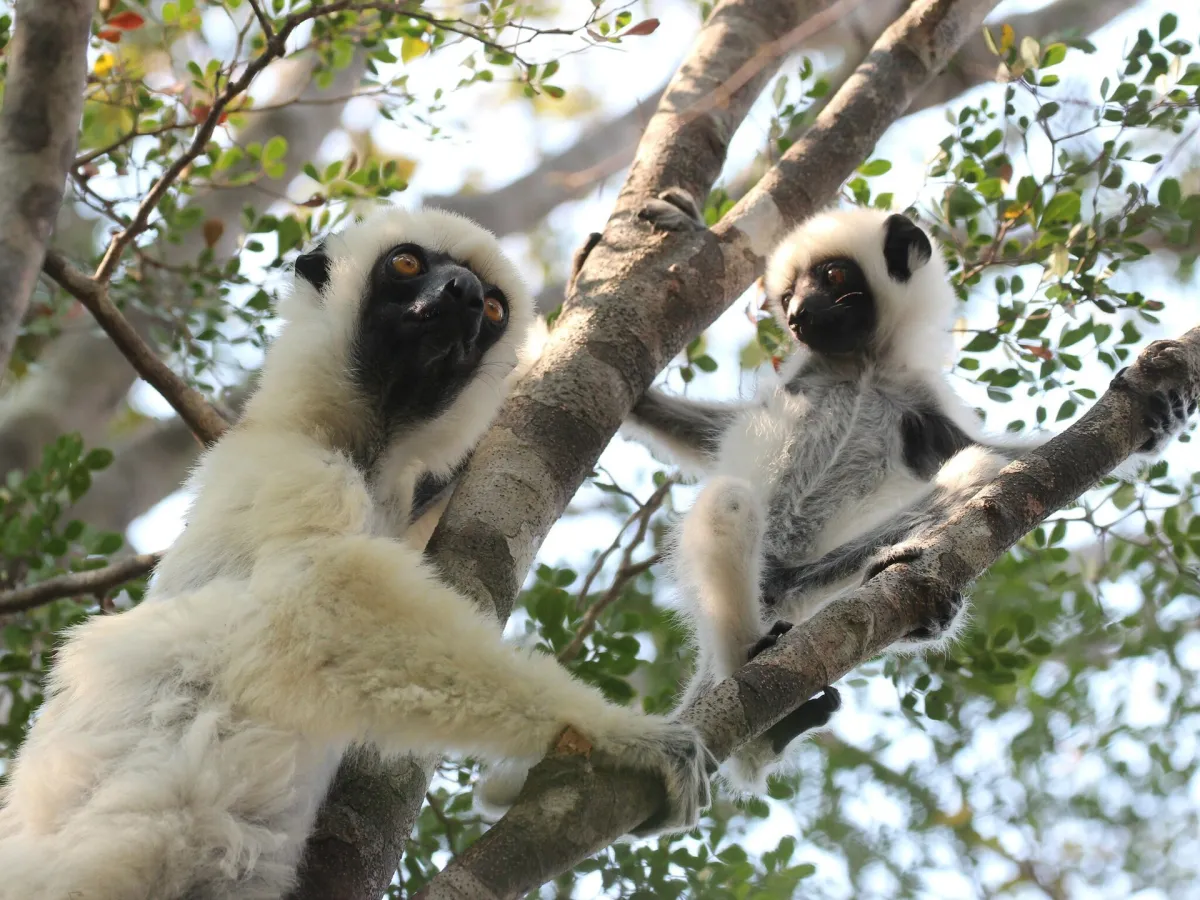 Decken's sifaka
