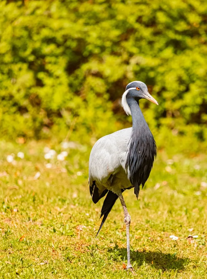 Demoiselle crane