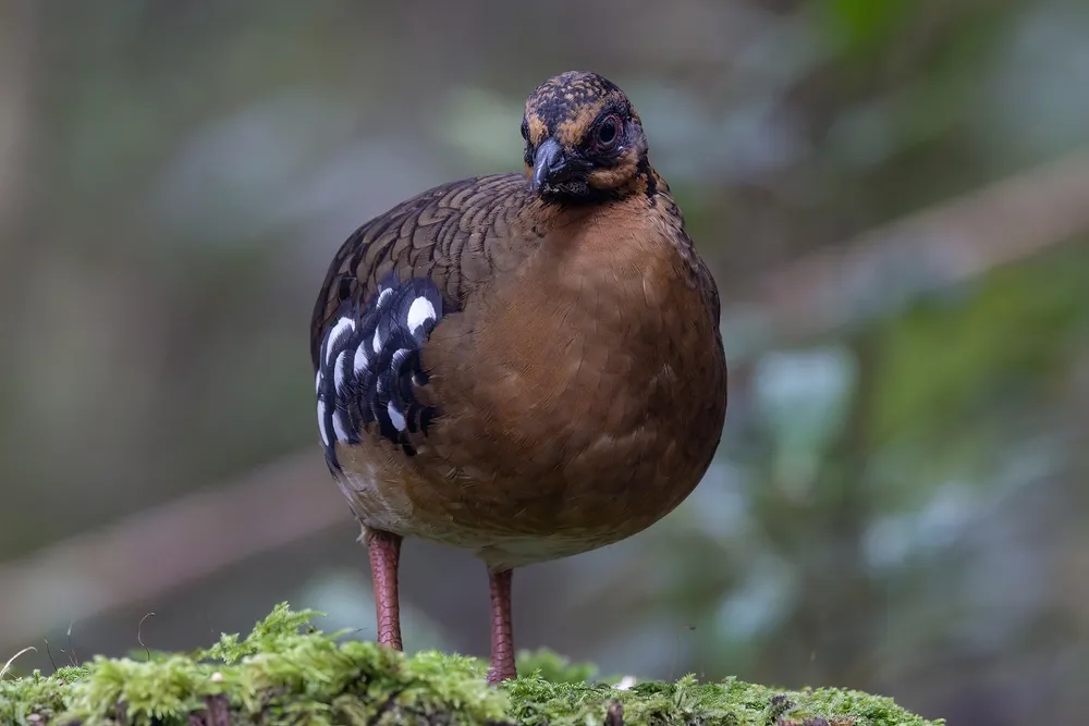 Day birding