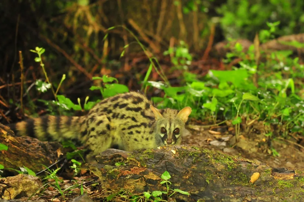 Nocturnal mammals