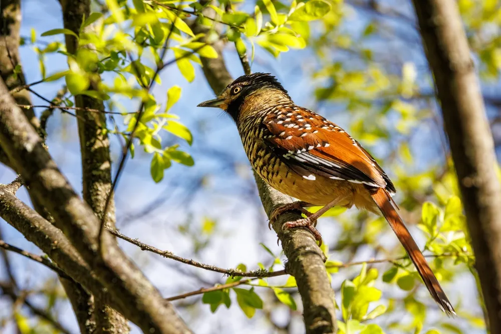 Yongkola birding