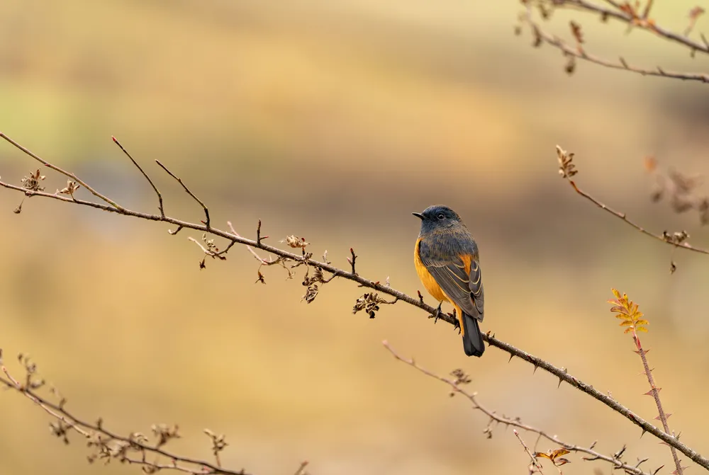 Eastern Bhutan — birding circuit.