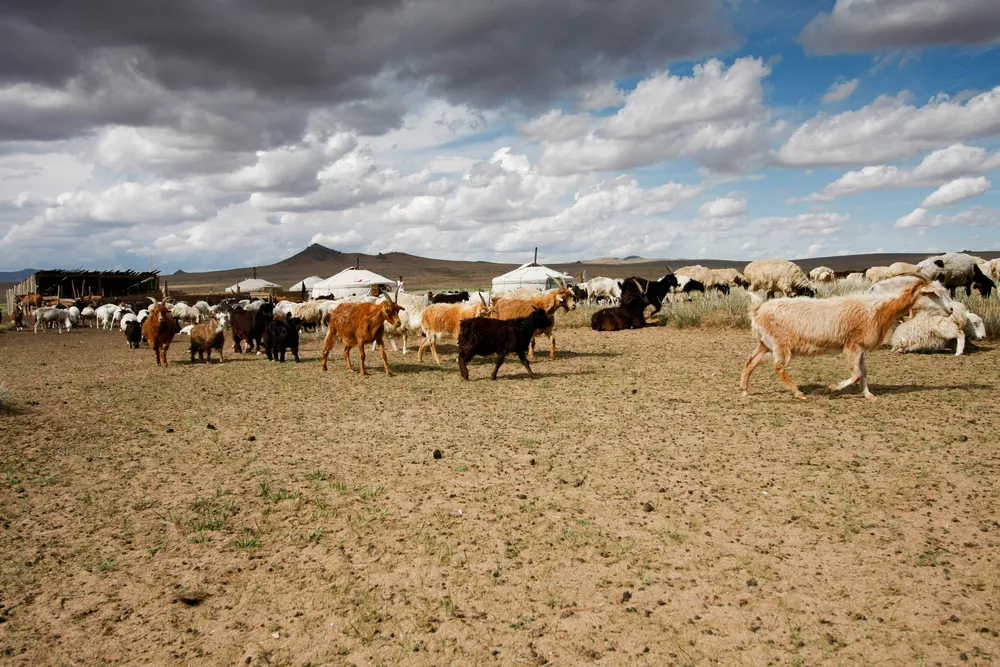 Eastern Mongolian Steppe — cranes & vast grassland.