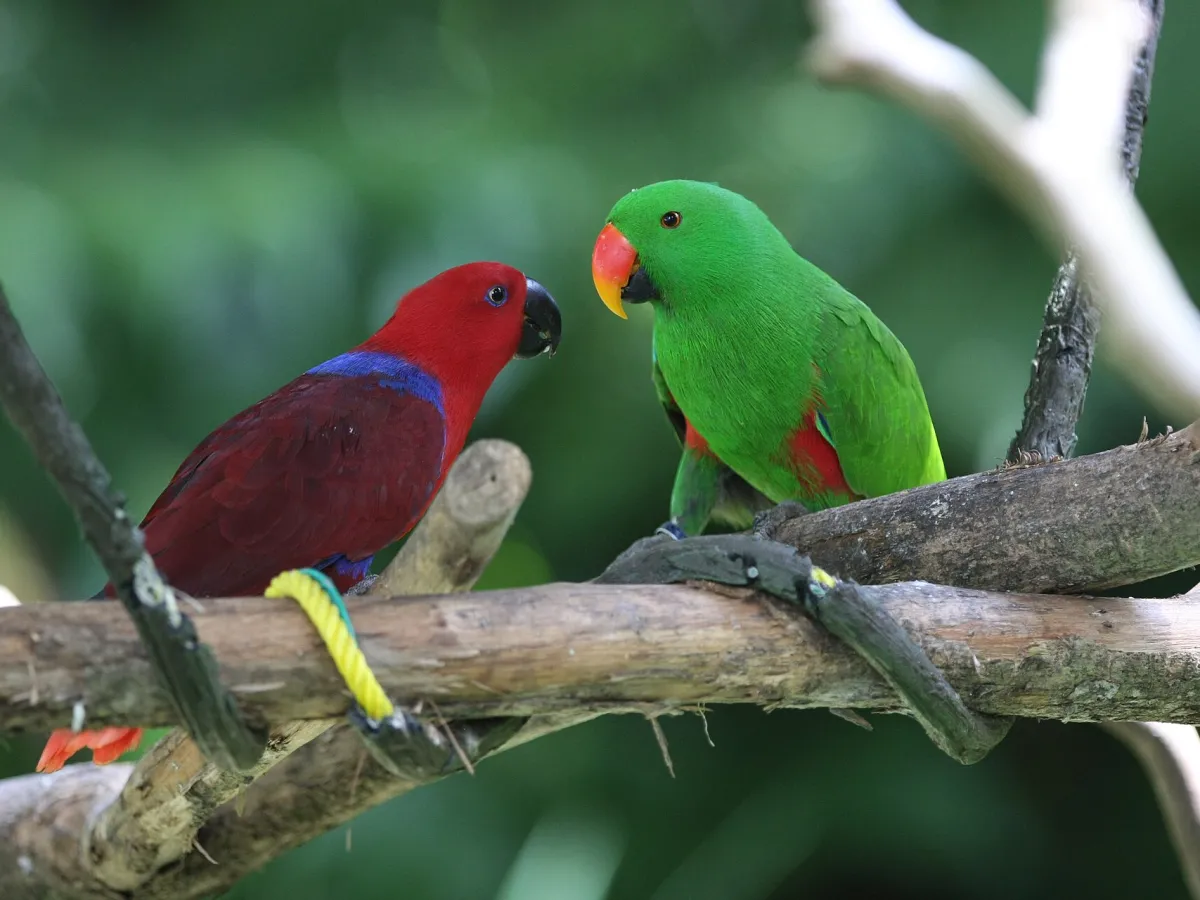 Eclectus parrot