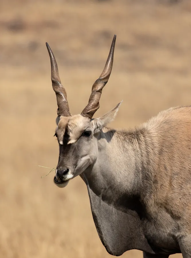 Eland