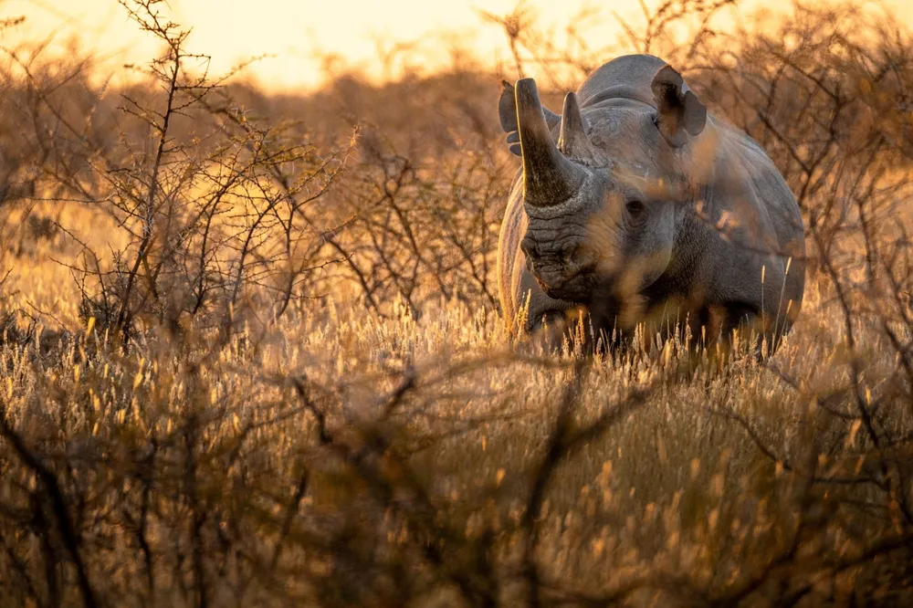 Elephant, zebra and oryx gathered at an Etosha waterhole.