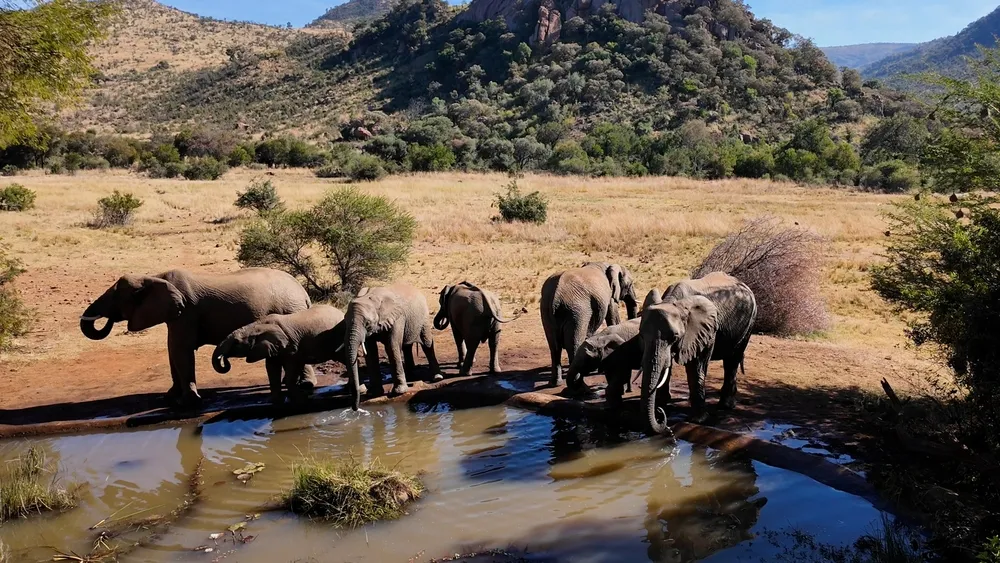 A floodlit waterhole at night, black rhino at the water.