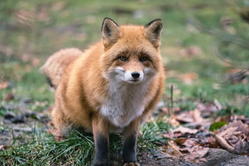 Ezo red fox