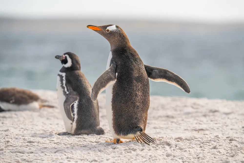 Rockhopper penguins and a black-browed albatross colony in the Falklands.