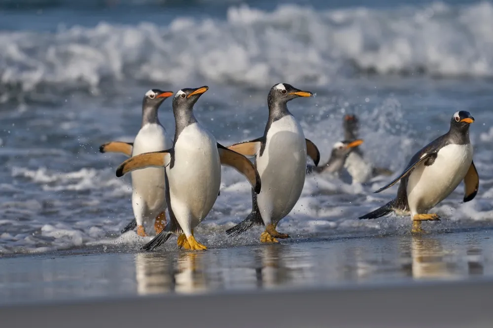 Falkland Islands — sub-antarctic islands.