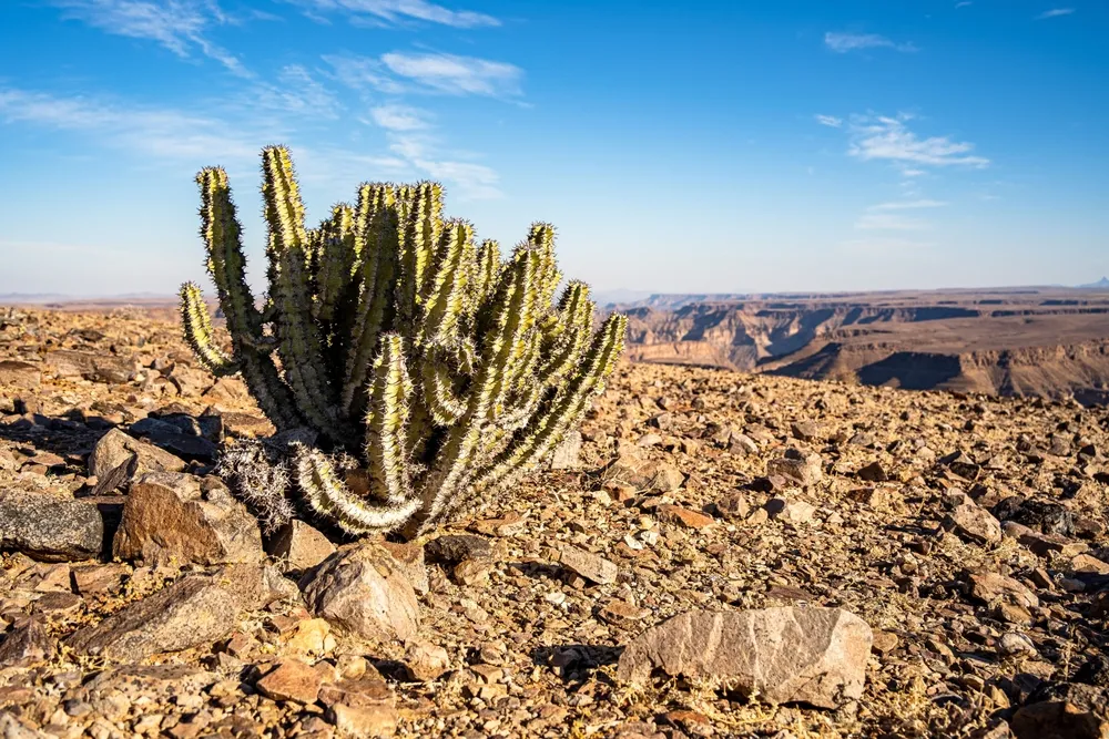 A hiker on the floor of the immense Fish River Canyon.