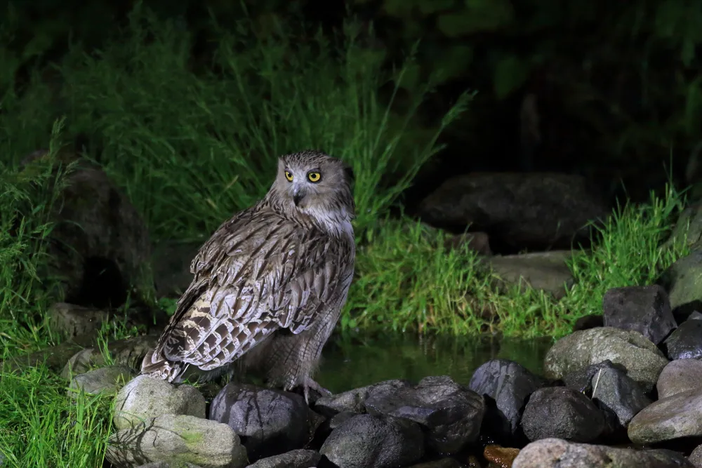 Fish owl