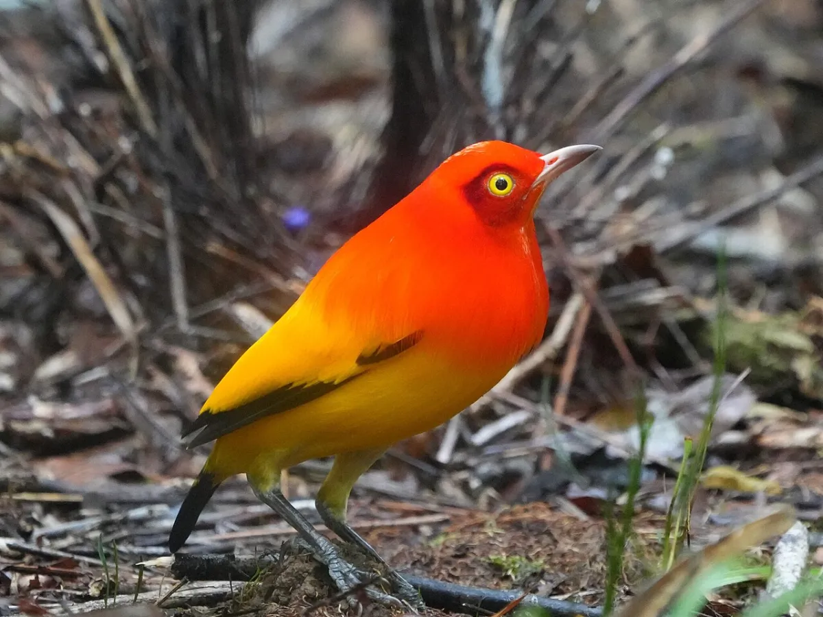 Flame bowerbird