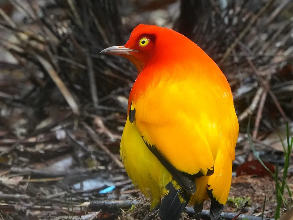 Flame bowerbird