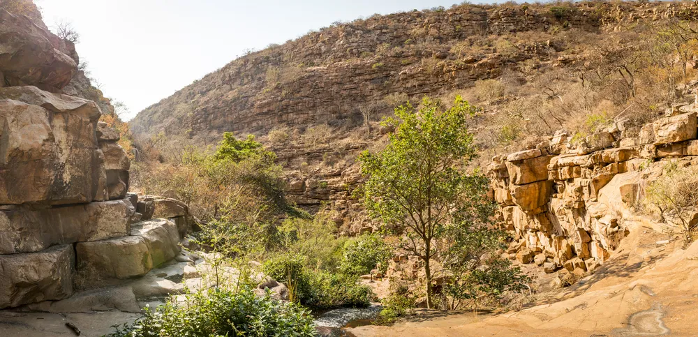 Moremi Safari