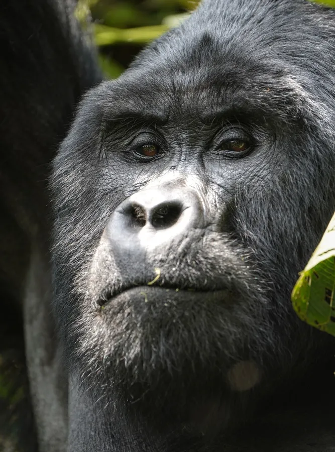 Forest primates