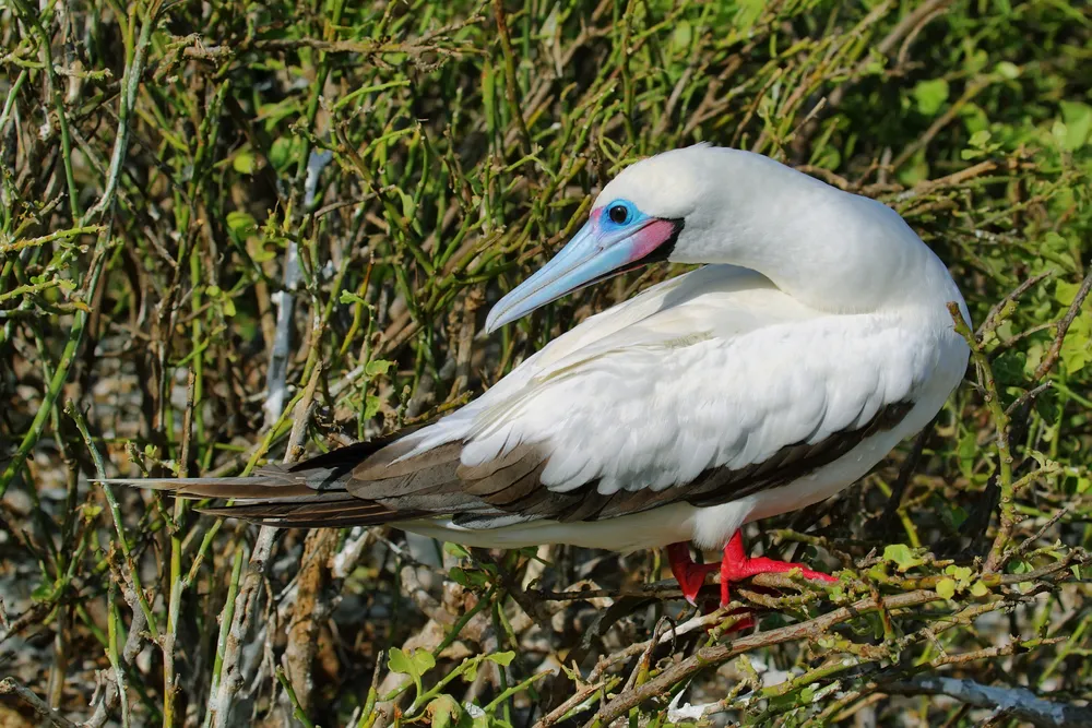 Red-footed booby