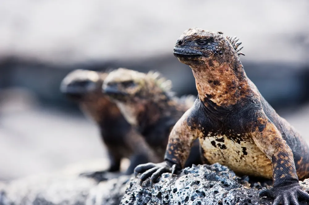 Marine iguana