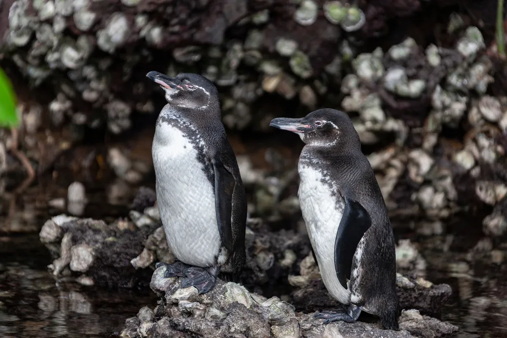 Galápagos penguin
