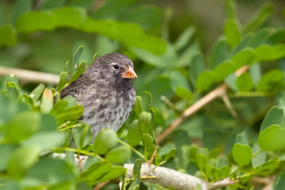 Darwin's finches