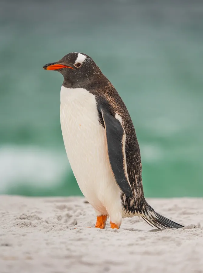 Gentoo penguin