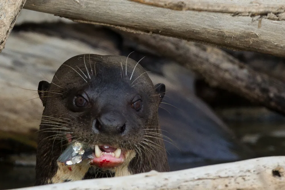 Giant otter