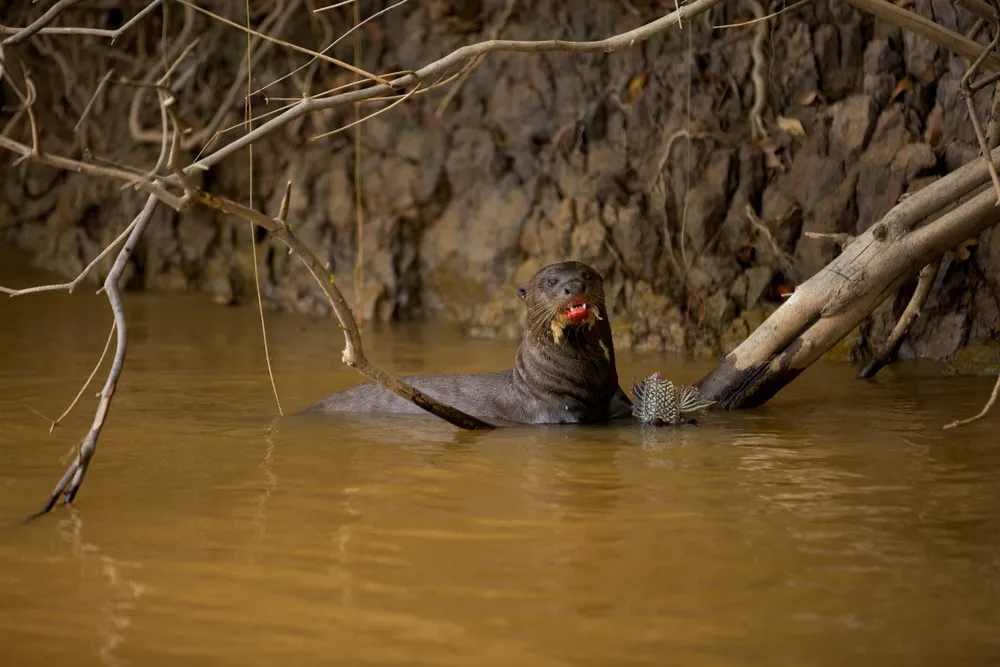 Giant otters