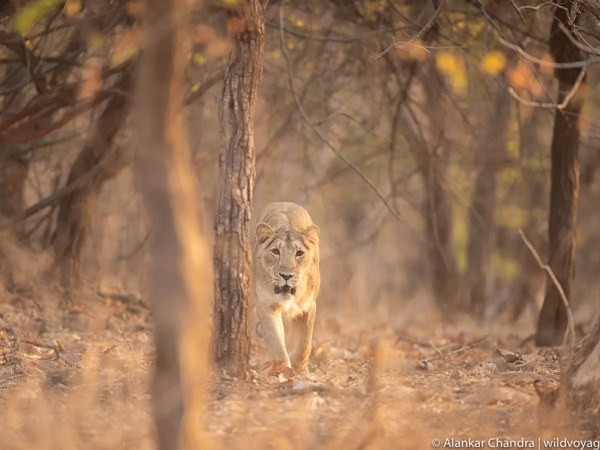 An Asiatic lioness resting in dry teak forest, Saurashtra scrub behind.
