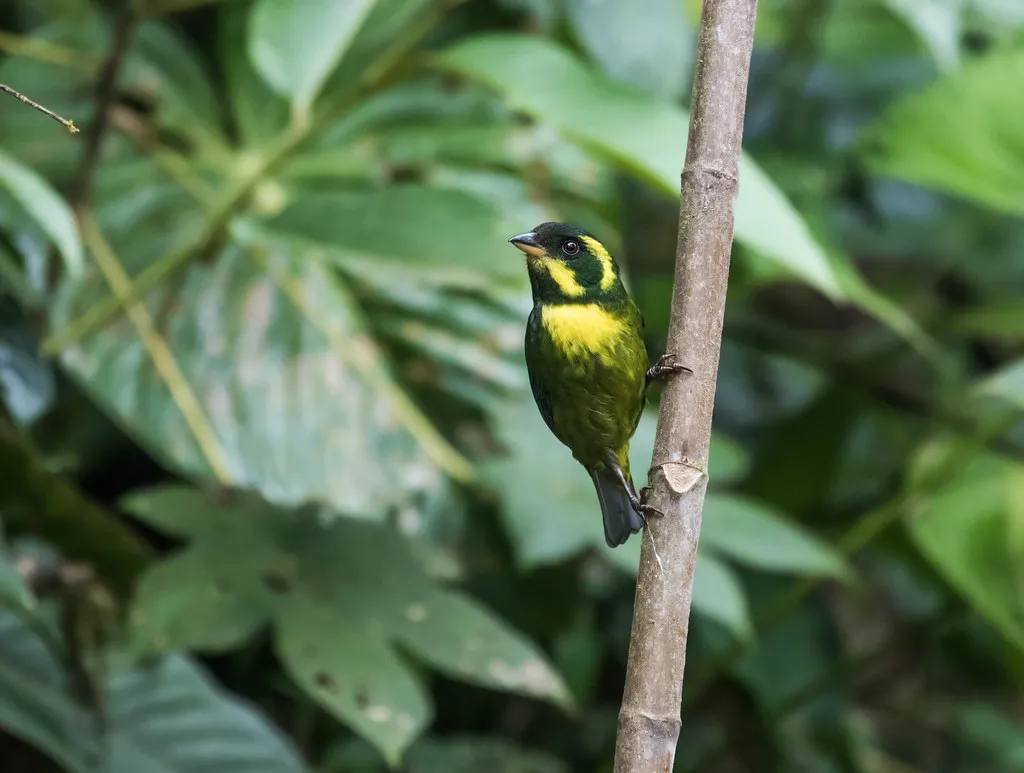 Chocó endemics