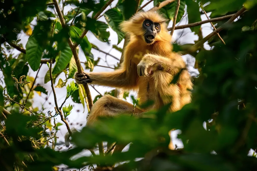 Golden langur