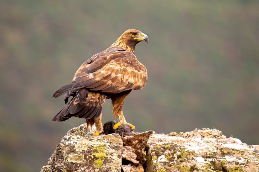 Golden eagle