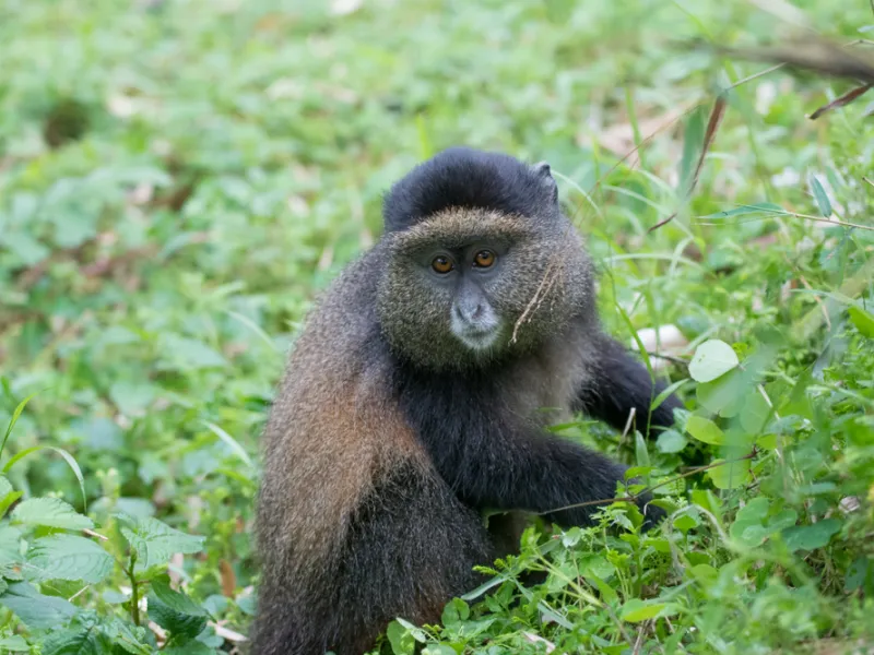 Golden monkey