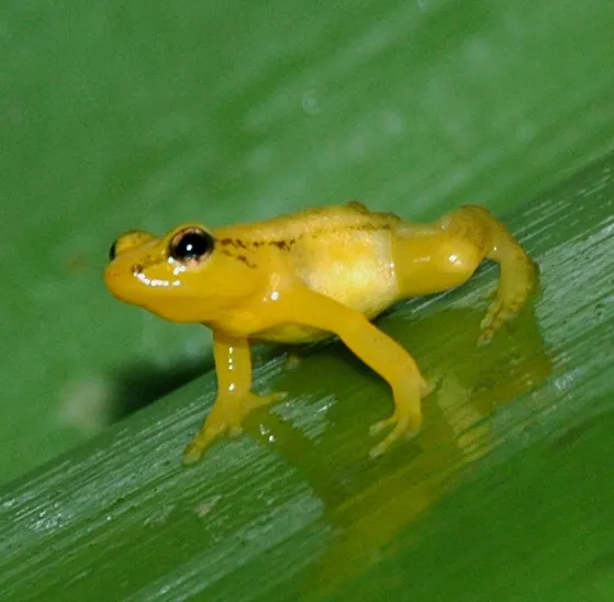 Golden rocket frog