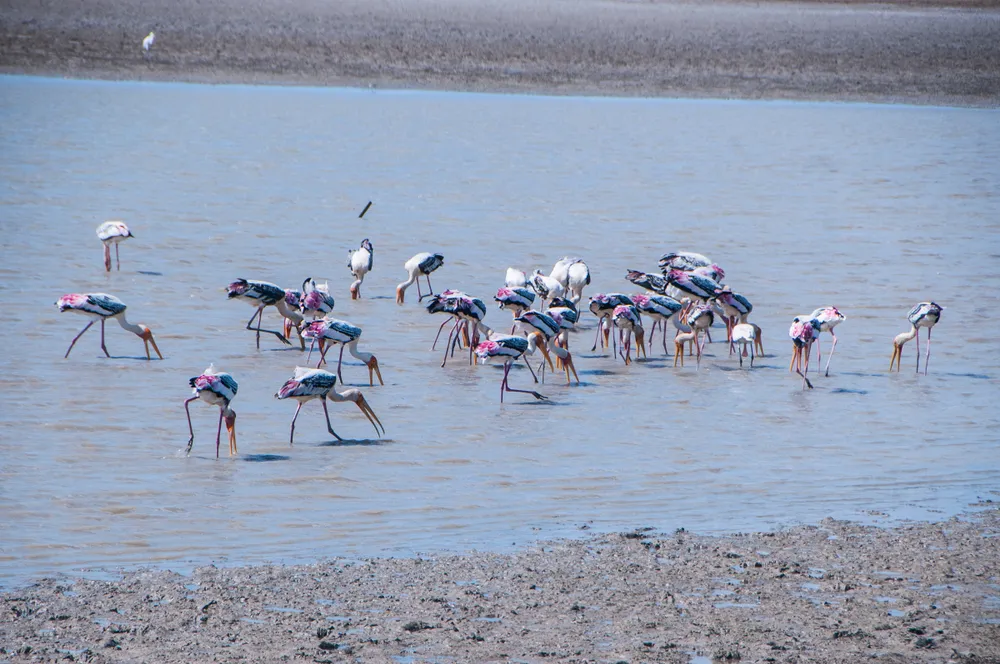 Banni grassland birding