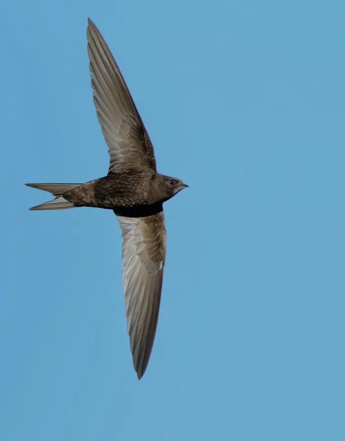 Great dusky swift