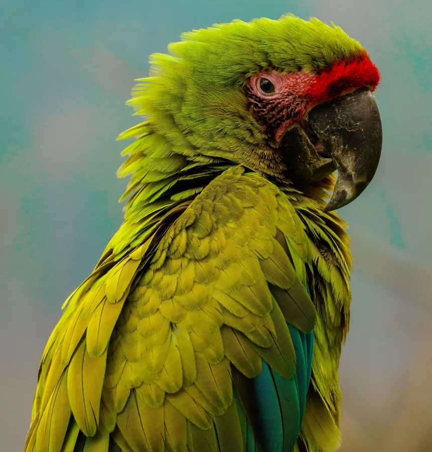 Great green macaw
