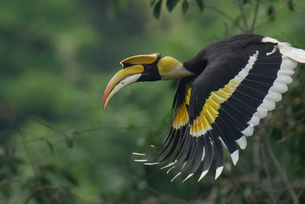 Great hornbill